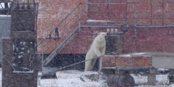 В Певеке в районе аэропорта замечен белый медведь