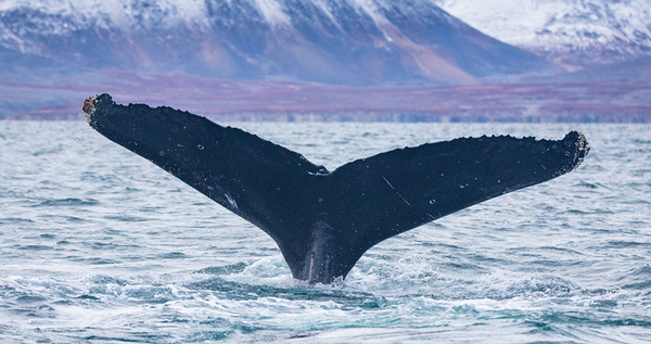 Специалисты нацпарка "Берингия" пересчитали хвосты китов в проливе Сенявина