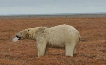 На Чукотке стало меньше белых медведей