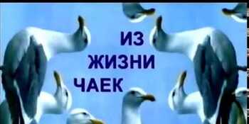 "Из жизни чаек" - забавная видеозарисовка о всеми любимой на Чукотке птице. Анадырь. Чукотка. 1996