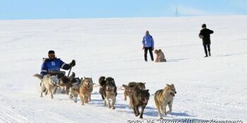Около 20 собачьих упряжек смогут участвовать в гонке "Надежда" на Чукотке