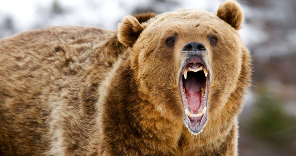 В окрестностях поселка Провидения на Чукотке ищут бурого медведя-шатуна