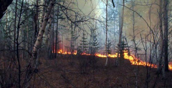 Природный пожар потушили в 200 километрах от Марково