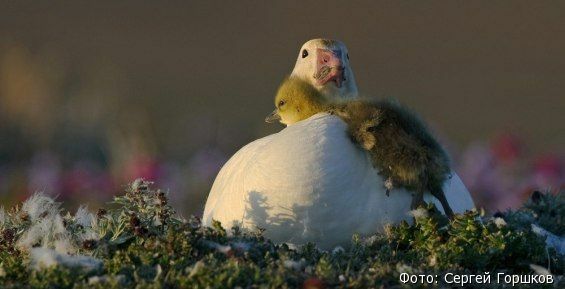 Популяция белых гусей на Чукотке достигла максимума за все время наблюдений