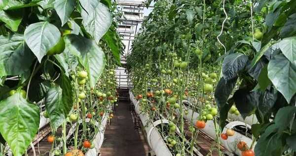 Более 108 тонн овощей собрали в этом году на билибинской фабрике "Росинка"