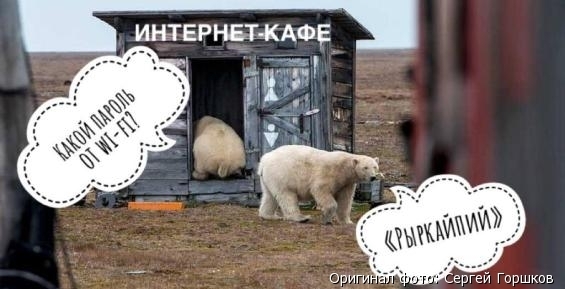 Чукотские белые медведи «взволновали» интернет