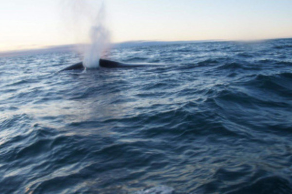На Чукотке распределили лимиты добычи китов