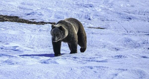 Бурого медведя впервые заметили на острове Врангеля