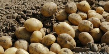 Чукотские фермеры готовятся возделывать поля под картофель