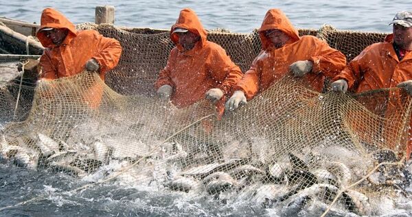 Росрыболовство ограничило промышленный лов лосося на Чукотке