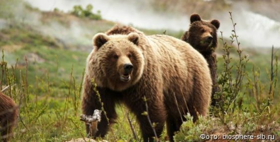 Следы бурых медведей обнаружили недалеко от Анадыря
