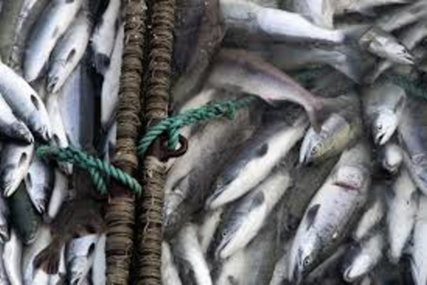 Вопросы традиционного и любительского рыболовства обсудили в столице Чукотки