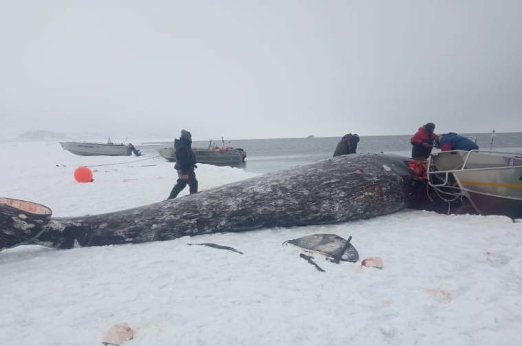 Первого в этом году серого кита добыли на Чукотке