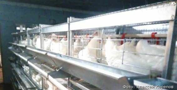 Спецрейсом из Магадана в Певек доставлены 1,5 тысячи цыплят