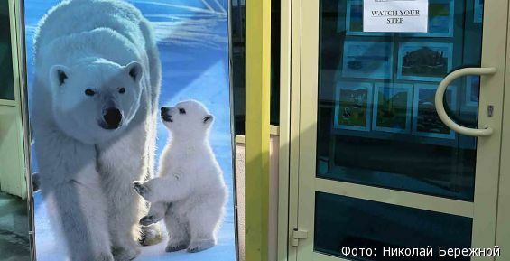 Влияние климата на белых медведей обсудили на конференции в Эгвекиноте
