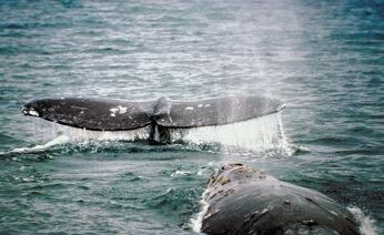 На Чукотке добыли первого кита