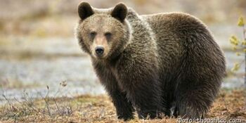 Бурые медведи зачастили к населённым пунктам Чукотки