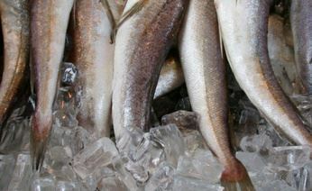 Для чукотских рыбаков увеличили квоты на вылов кеты