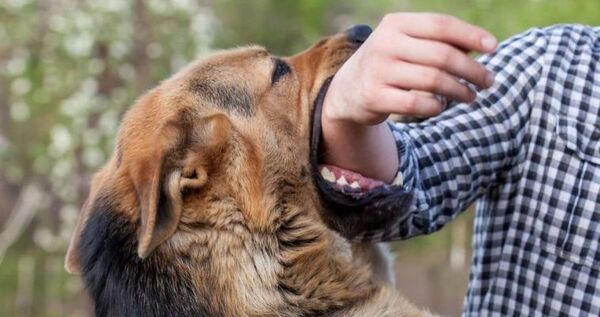 Хозяин агрессивного пса из Билибино выплатит компенсацию пострадавшему ребёнку