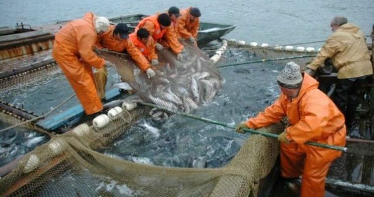 Около 8,4 тыс. тонн лососевых планируют добыть на Чукотке в этом году