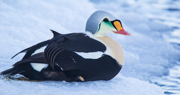 Жителям Чукотки предлагают посчитать зимующих в регионе водоплавающих птиц