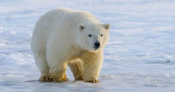 Более 100 заходов белых медведей в населенные пункты зафиксировали на Чукотке 
