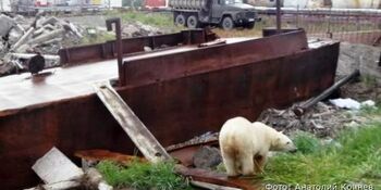 Зоопарки отказались принять белую медведицу из Анадыря