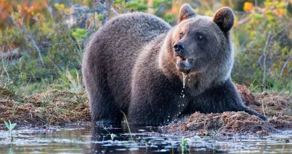 В окрестностях Анадыря бродит крупный бурый медведь 
