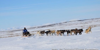 19 каюров заявились на гонку на собачьих упряжках "Надежда-2020"
