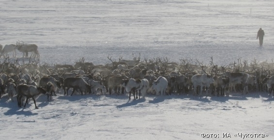 Массовое нашествие диких оленей зафиксировали в Билибинском районе