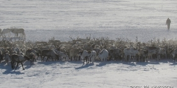 Массовое нашествие диких оленей зафиксировали в Билибинском районе