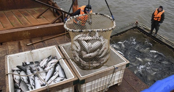 Почти 5 тысяч тонн лососей добыли на Чукотке