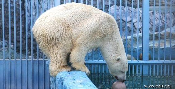 Найденного на Чукотке белого медведя на День рождения угостили огурцами
