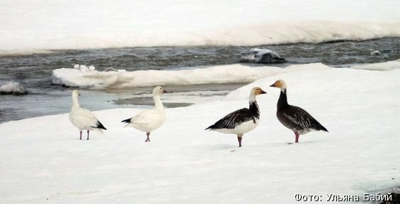 В чукотской тундре ученые исследуют перемещения северных птиц