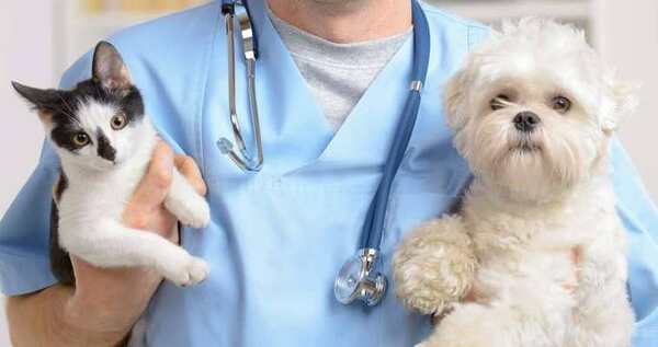 Первая частная ветеринарная клиника появится в столице Чукотки