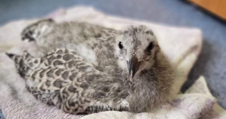 Врач в Анадыре спасла птенца чайки, чтобы вернуть его в природу
