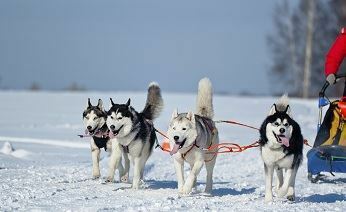 Путина просят помочь в организации гонки на собачьих упряжках от Чукотки до Мурманска