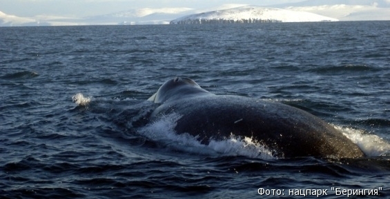 Ролик с чукотскими китами на ВЭФе заинтересовал Юрия Трутнева