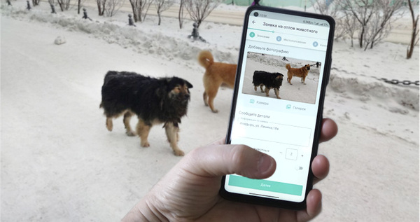 На Чукотке планируют ловить бездомных собак с помощью мобильного телефона