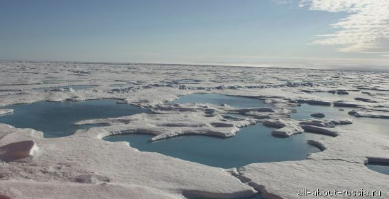 Ученые назвали Чукотское море самым богатым на биоресурсы в восточной Арктике