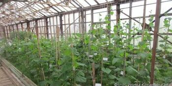 В самой восточной теплице на Чукотке готовятся собрать урожай огурцов