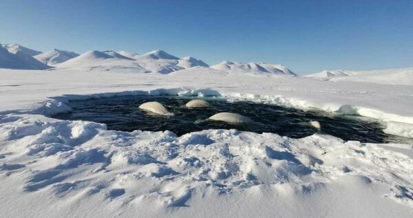Около 20 белух попали в ледовый плен на Чукотке