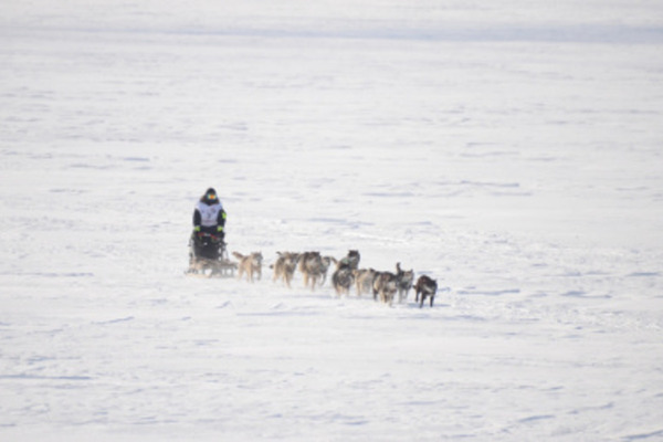 Чукотская гонка на собачьих упряжках «Надежда» пройдёт по новому маршруту