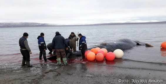 Община «Нунямо» в Чукотском районе полностью освоила квоту на китов