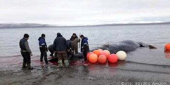 Община «Нунямо» в Чукотском районе полностью освоила квоту на китов