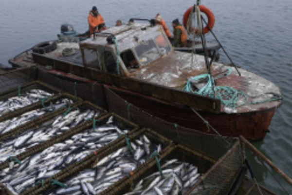 Прогнозируемый объём вылова лососёвых на Чукотке составил 3,6 тыс. тонн в путину-2022