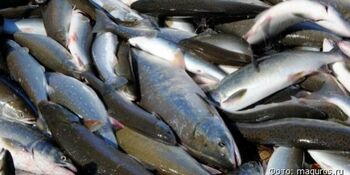 Жители Чукотки съели больше всех рыбы  в стране