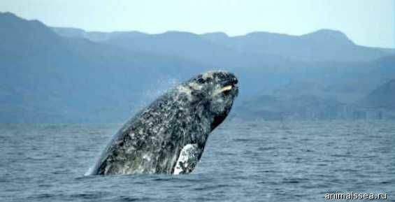 Об аборигенном промысле на Чукотке расскажут делегатами Международной китобойной комиссии