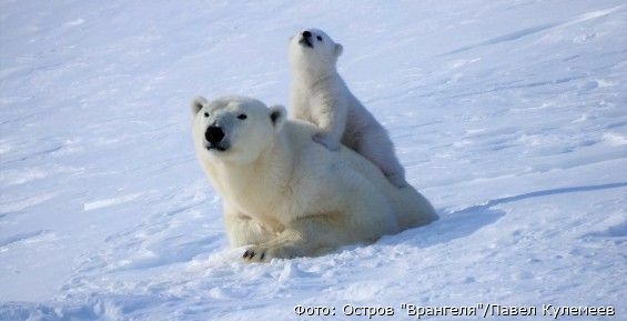 “Остров Врангеля” впервые применил тепловизоры в наблюдении за белыми медведями