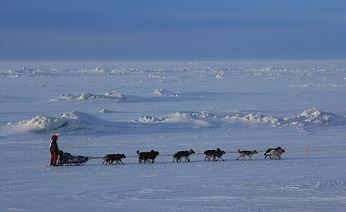 Россиянин Михаил Тельпин по итогам Iditarod-2013 получил спецприз за любовь к собакам